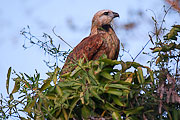 Picture 'Br1_1_01168 Eagle, Brazil'